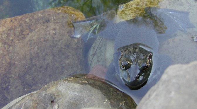 Pond chores