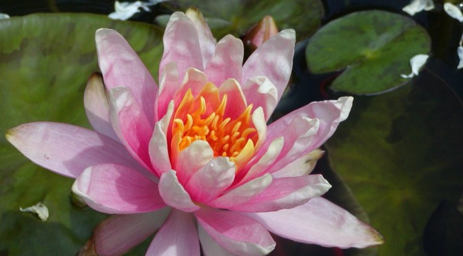 Another water lily “Patio Joe”