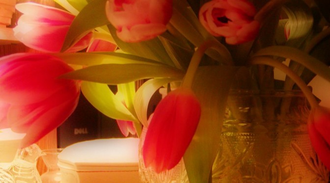 Grocery store tulips