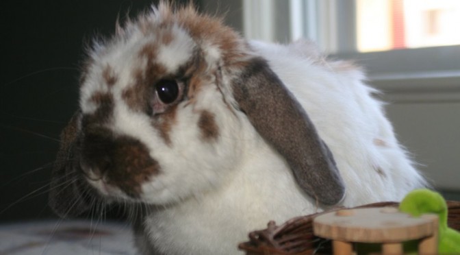 8/9/06 Mid-week bunny fix