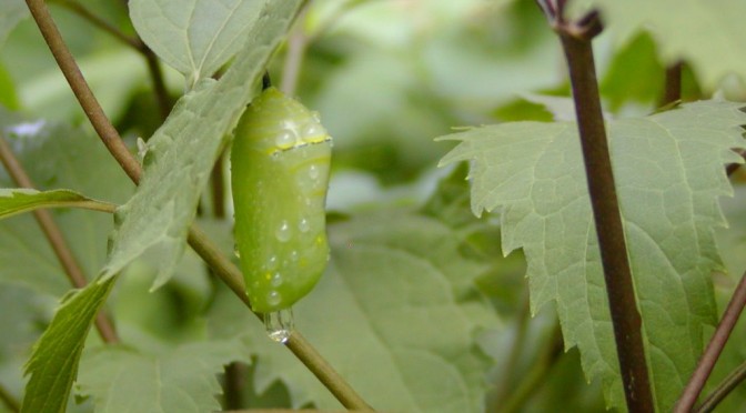 A jade earring in its place