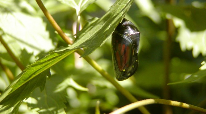 A casual gesture of beauty