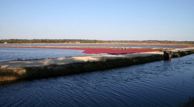 More from the cranberry farms and bogs