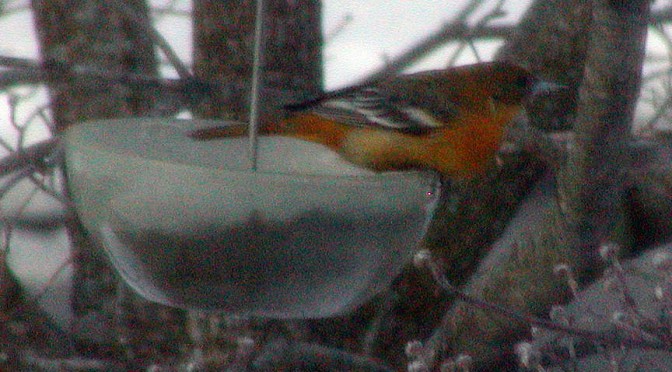 Surprise at the feeder and questions