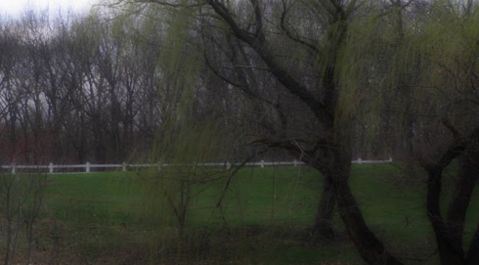 Backyard willow