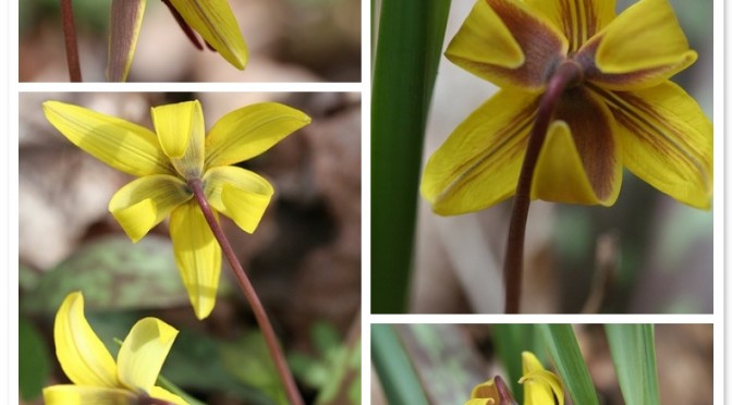 Trout lily X 4