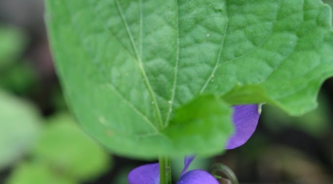 My heart upside down