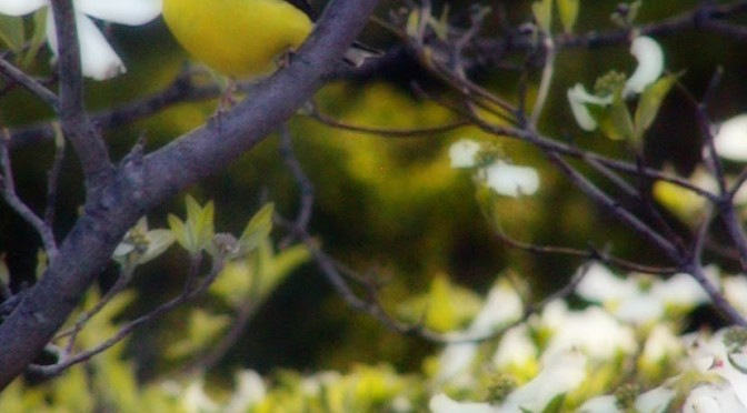 Goldfinch in flowering dogwood