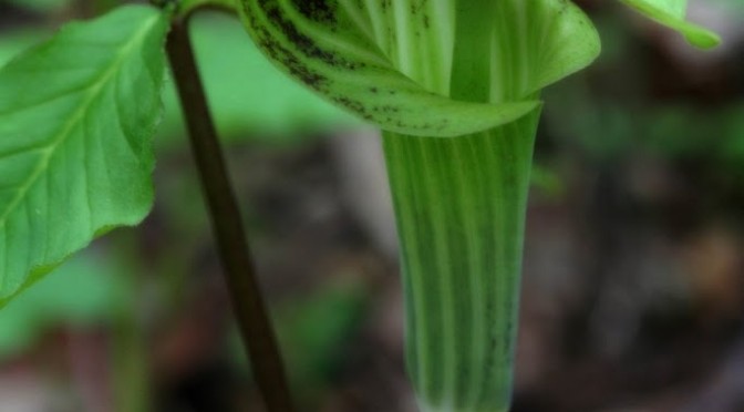 Jack in his green pulpit