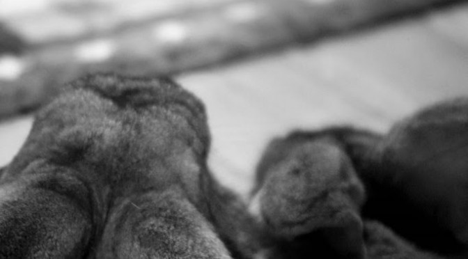 5/9/07 Mid-week bunny fix