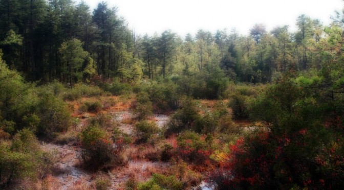 My barrens are burning