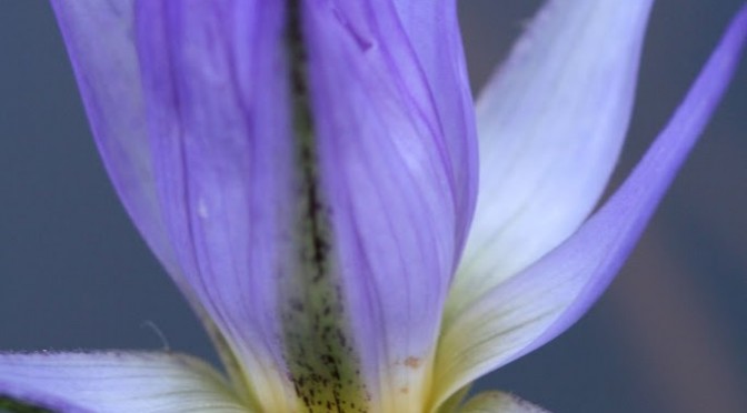 Purple waterlily