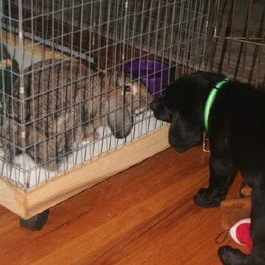 8/2/07 Mid-week bunny fix