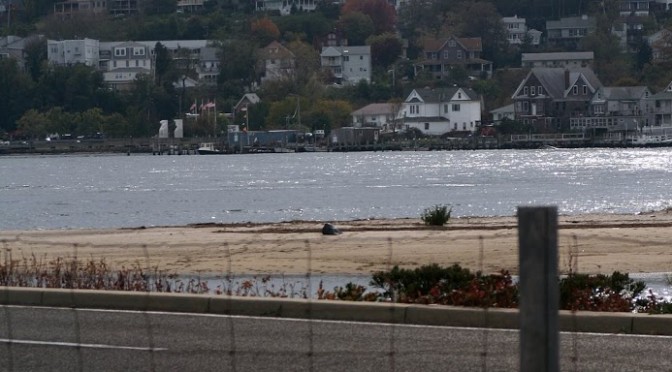 Mostly wordless Sunday