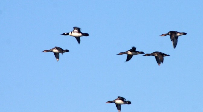 Fly-by ducks