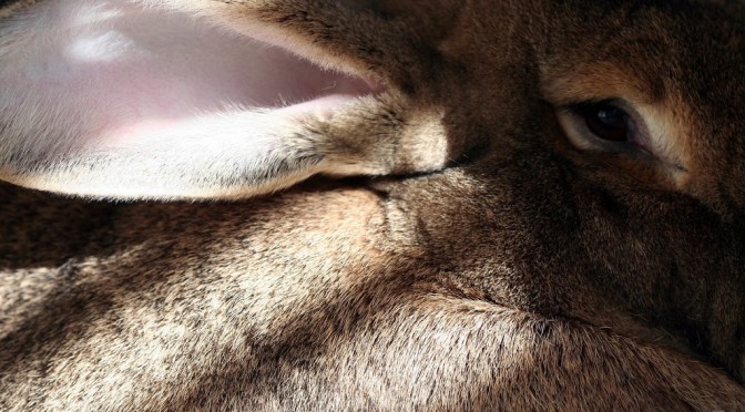 1/9/08 Mid-week bunny fix