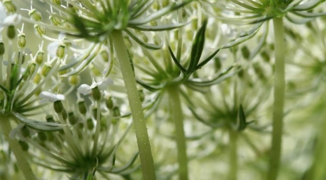 Simple pleasures from the garden