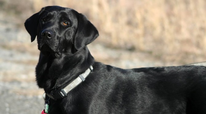 The story behind the pic