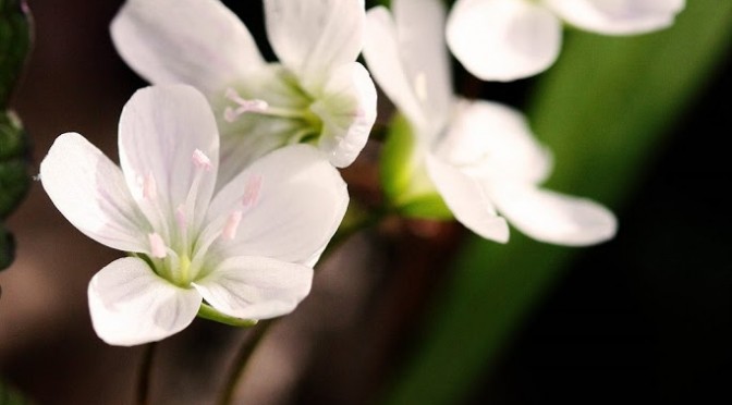 Woodland stirrings…