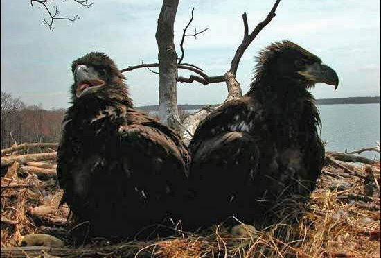 Meet the new neighbors