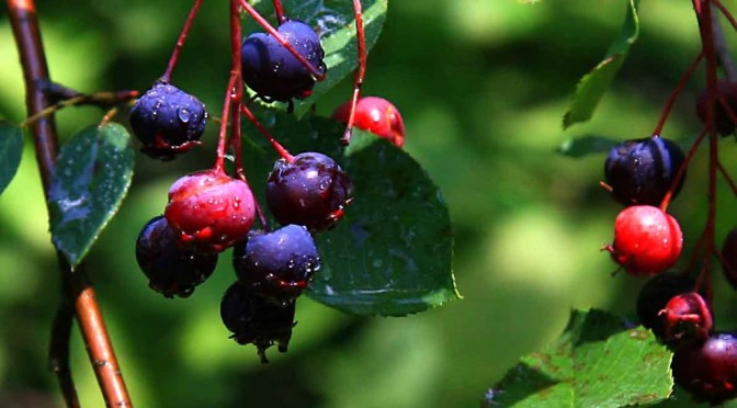 Juneberries