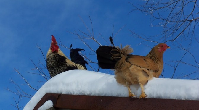 Feathered fashionistas