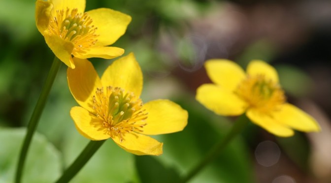 My gold: marsh marigold