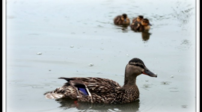 Ducklings in the rain