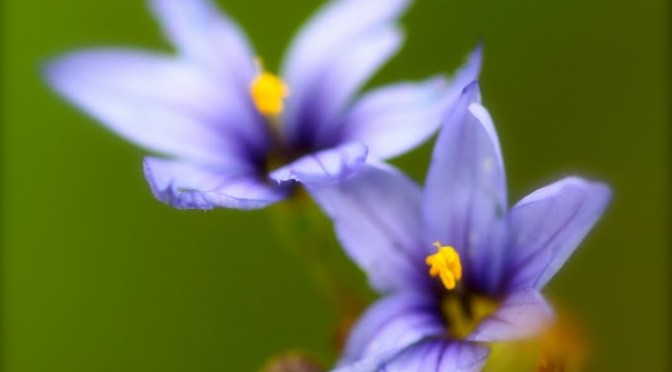 Blue-eyed grass