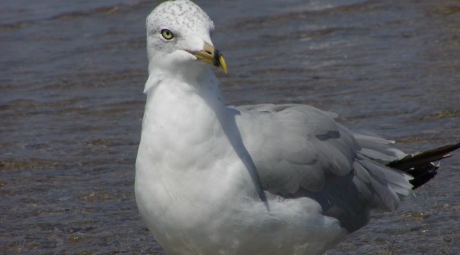 Birds at the beach