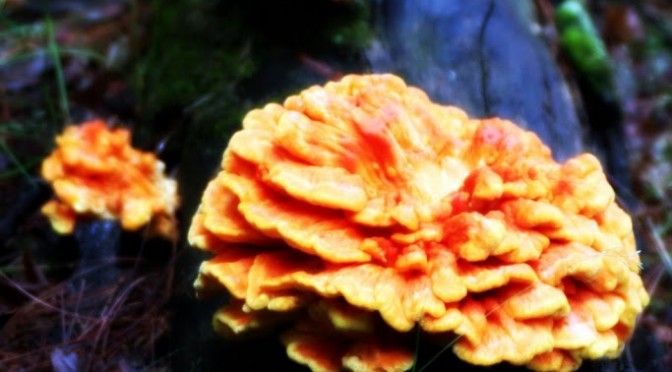 Free from the forest