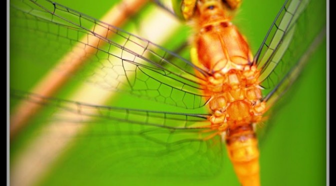 Another skeeter hawk