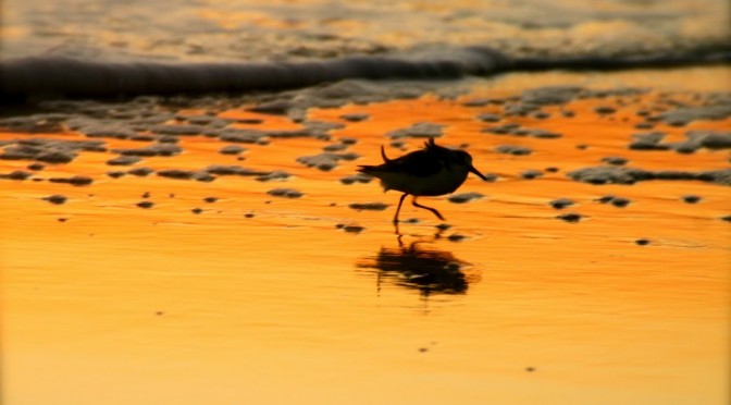 Sanderling