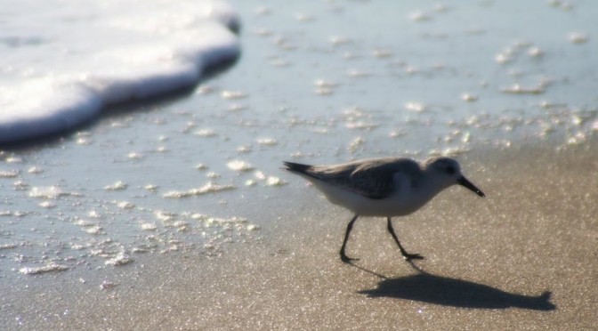 To a sanderling