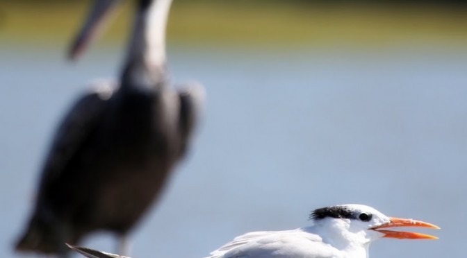 How to photograph a tern
