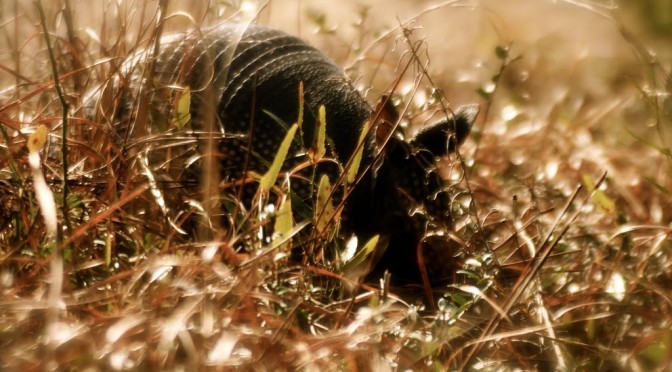 Armadillo in sunlight