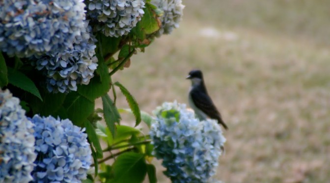 Blue hydrangea with blurry kingbird