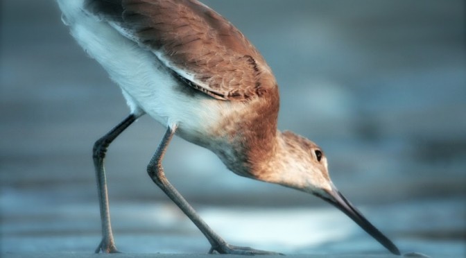 5 ways to look at a willet