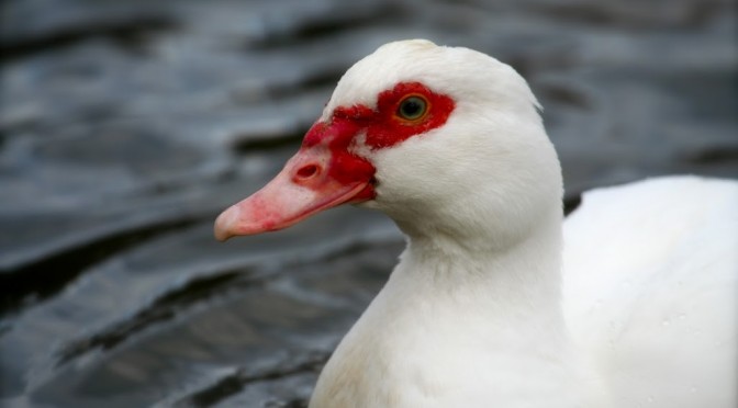 Here’s looking at you