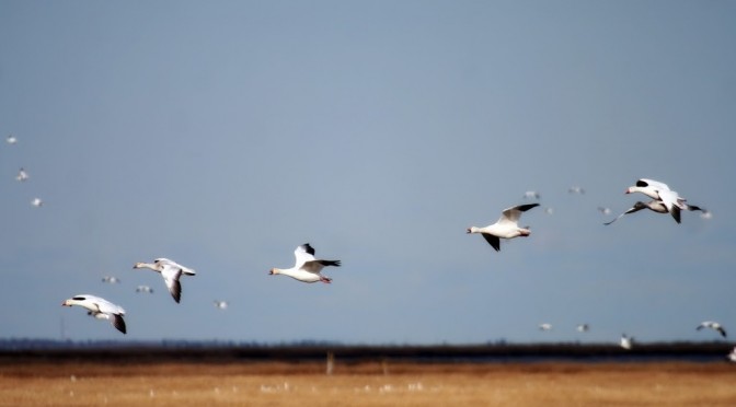 A spectacle in black and white, brown and blue
