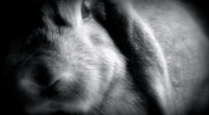 Rabbit intelligence