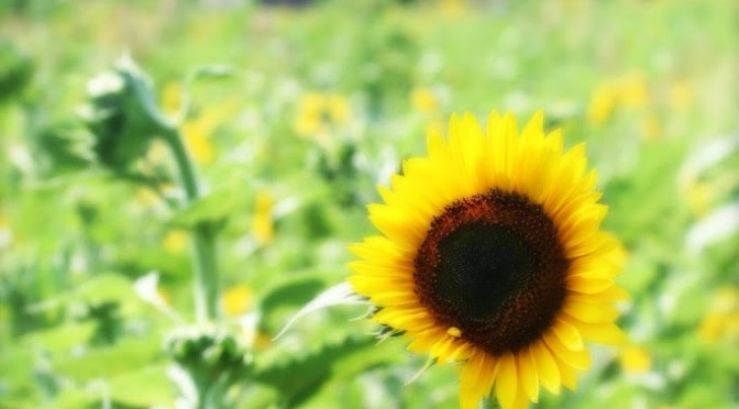 Sunflowers