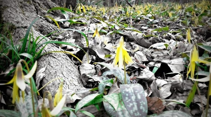 Trout lilies, by the millions