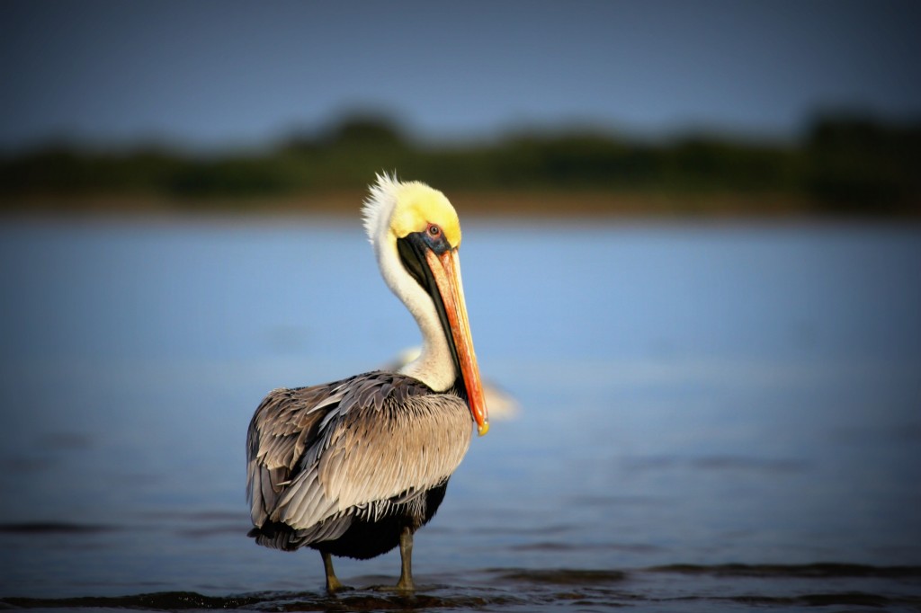 pelican2